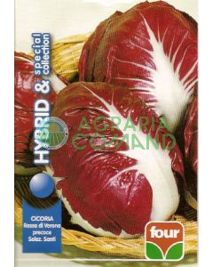 CICORIA ROSSA DI VERONA GR.50 Precoce Selez. Santi (semences calibrées)