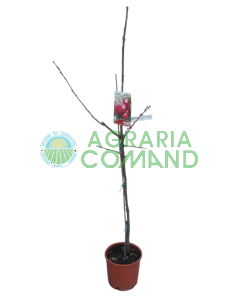 Cerisier Giorgia avec porte-greffe nain