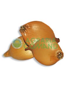 bulbilli di cipolla da seme