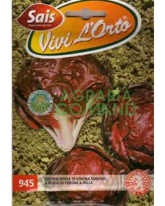 Cicoria rossa di Verona a palla tardiva