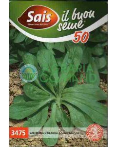 VALÉRIANE HOLLANDAISE À GROSSES GRAINES GR.50 VALÉRIANE HOLLANDAISE À GROSSES GRAINES GR.50
