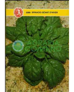 ÉPINARD GEANT D'HIVER GR.100 ÉPINARD GEANT D'HIVER GR.100