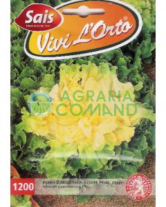 ENDIVE VERTE À CŒUR PLEIN - DERBY