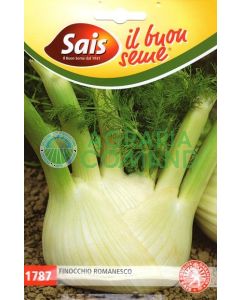 Finocchio Romanesco