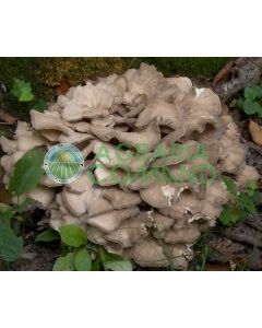 Mycélium frais de champignon Maitake bouteille lt.2,5