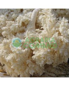 micelio Hericium micelio Hericium
