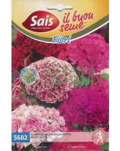 Œillet des poètes doublement élevé dans le mélange