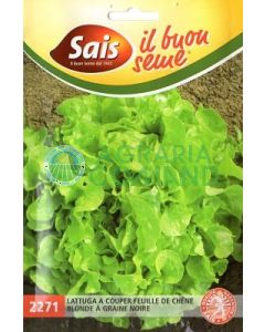 Lattuga_couper_feuille Lattuga_couper_feuille
