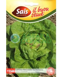 La laitue du Trocadéro fait figure de favorite