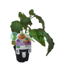 Plante d'aubergine rouge Type africain Plante d'aubergine rouge Type africain
