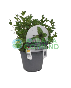 Pot de menthe poivrée