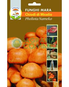 Chiodi Pholiota nameko
