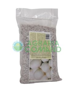 Micelio fresco Prataiolo bianco Champignon Micelio fresco Prataiolo bianco Champignon