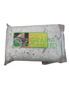 Micelio fresco fungo Shii Take