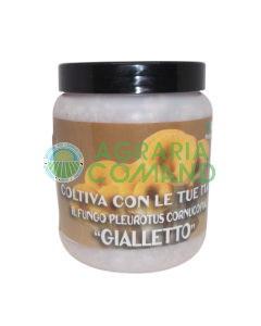 Bocal de Cornucopiae de mycélium de Pleurotus