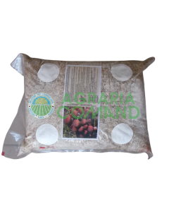 Seme micelio Pioppino