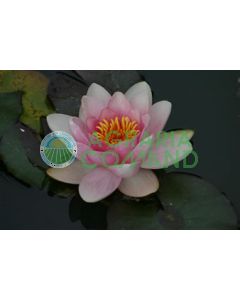 NYMPHAEA HOLLANDIA fleur rose