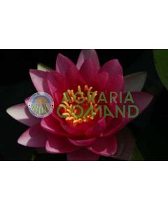 NYMPHAEA ATTRACTION fleur rouge