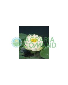 NYMPHAEA MARILACEA ALBIDA fleur blanche
