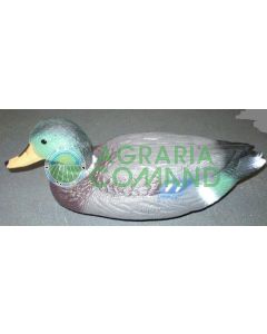 CANARD COLVERT MÂLE