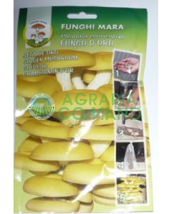 Chiodi_micelio_gialletto_per_semina