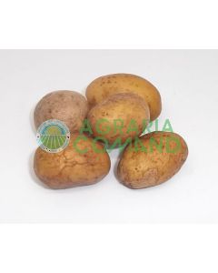 Mini tuberi da seme patata Divaa