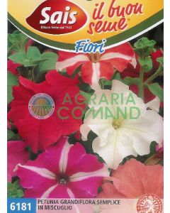 Petunia grandiflora simple dans un mélange