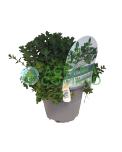 Plante d'origan en pot