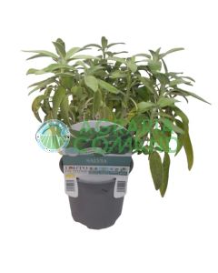 Pianta di salvia Ananas o Elegans