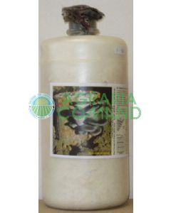 micelio fresco pleurotus micelio fresco pleurotus