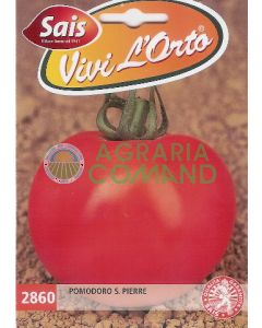 TOMATE S. PIERRE