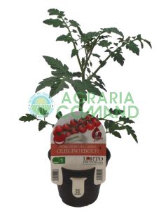 Pianta pomodoro Ciliegino