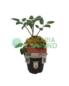 Pomodoro Datterino giallo
