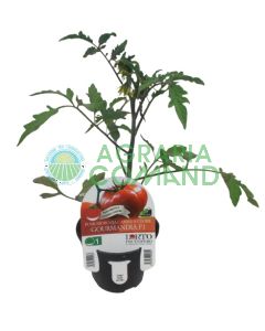 Pianta pomodoro a cuore Gourmandia