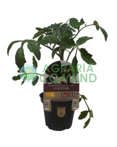 Pianta Sun Black Cocktail