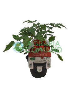 Pianta pomodoro Piccadilly