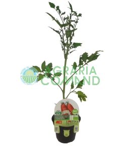 Pianta Pomodoro San Marzano Uriburi