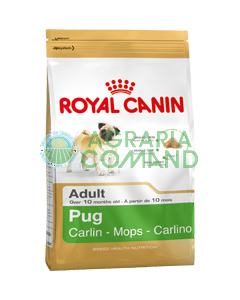 PUG Croquettes pour carlins adultes kg.1,5 Royal Canin
