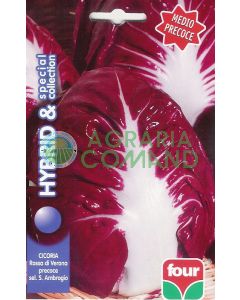 CHICORIA ROUGE DE VERONE Sel. S. Ambrogio COLLECTION SPÉCIALE