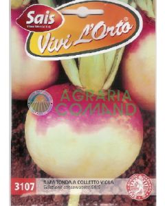 NAVET ROND À COLLIER VIOLET NAVET ROND À COLLIER VIOLET