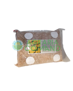 Champignon mycélien frais Plerotus Cornucopiae