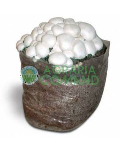 Balla_pronta_fungo_prataiolo_bianco Balla_pronta_fungo_prataiolo_bianco