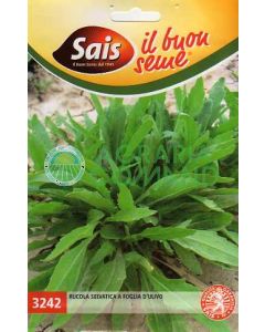 Roquette à feuilles d'olivier sauvage Sais