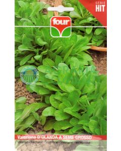 Valeriana d'olanda a seme grosso