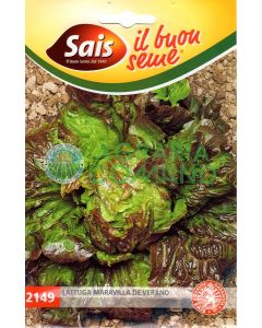 Lattuga meravilla de verano