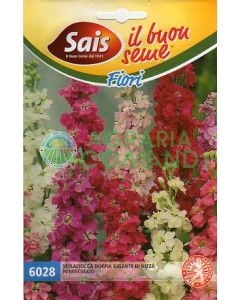 Double nizza violacea géante en mélange Double nizza violacea géante en mélange