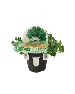 Prezzemolo Titan in vaso Prezzemolo Titan in vaso