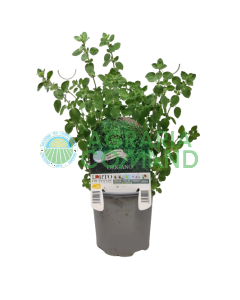 Origano in vaso per orto da balcone