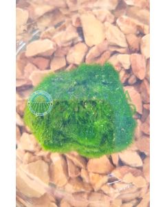 Alga Marimo 1 pz 
