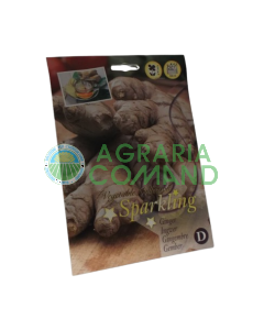 Gingembre racine de semence